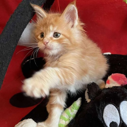 8 chatons maine coon loof dispo nés le 04/09/25 #6