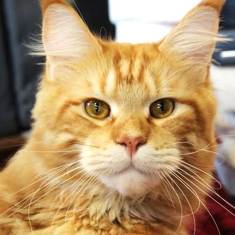 8 chatons maine coon loof dispo nés le 04/09/25 #9