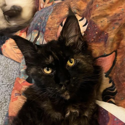 8 chatons maine coon loof dispo nés le 04/09/25 #10