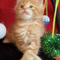 8 chatons maine coon loof dispo nés le 04/09/25 #3