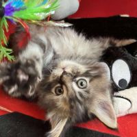 8 chatons maine coon loof dispo nés le 04/09/25 #0
