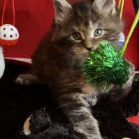 8 chatons maine coon loof dispo nés le 04/09/25 #8