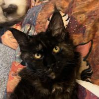 8 chatons maine coon loof dispo nés le 04/09/25 #10