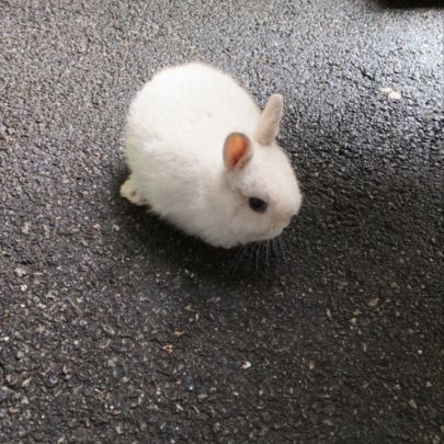 Lapin nain #0
