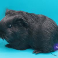 Bébés texel et shelty noir