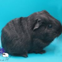 Bébés texel et shelty noir #2