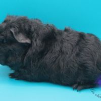 Bébés texel et shelty noir #3