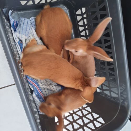 Jeunes lapins fermier