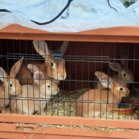 Jeunes lapins fermier #1