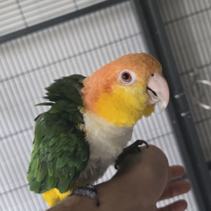 Caique à tête orange #0