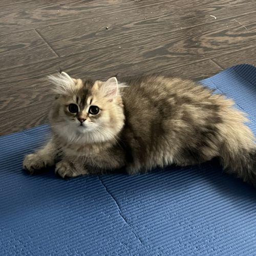 Chatons british longhair et shorthair