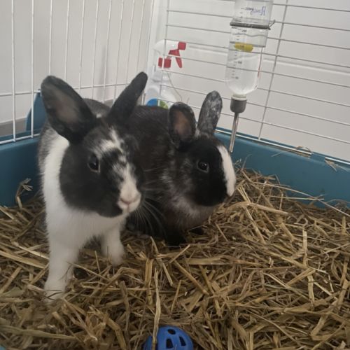 Je donne deux lapins de 4 mois