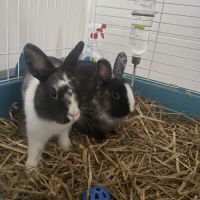 Je donne deux lapins de 4 mois