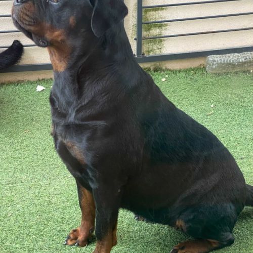 Chiots rottweiler #1