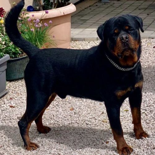 Chiots rottweiler