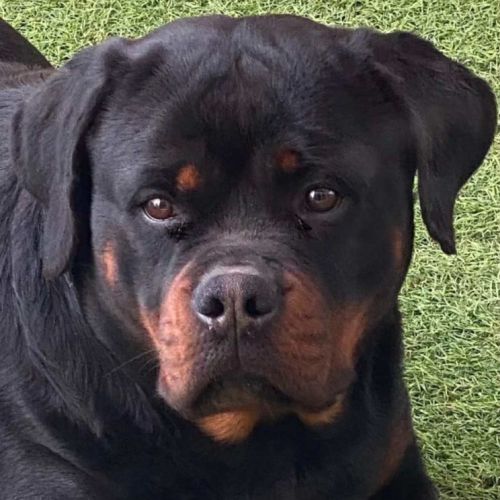 Chiots rottweiler #4