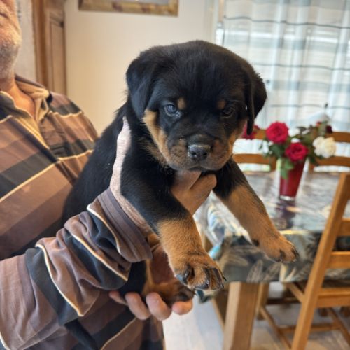 Chiots rottweiler #6