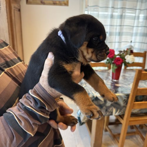 Chiots rottweiler #7