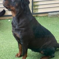 Chiots rottweiler #1