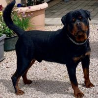 Chiots rottweiler