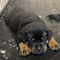 Chiots rottweiler #3