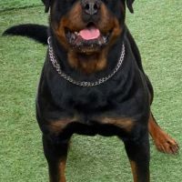 Chiots rottweiler #5