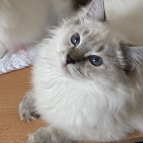 Beaux chatons ragdolls loof #1