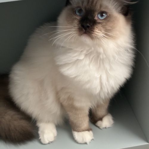Beaux chatons ragdolls loof