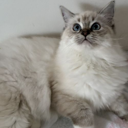 Beaux chatons ragdolls loof #3