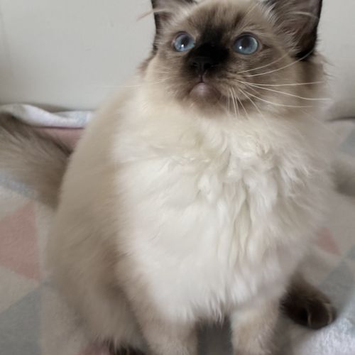 Beaux chatons ragdolls loof #4