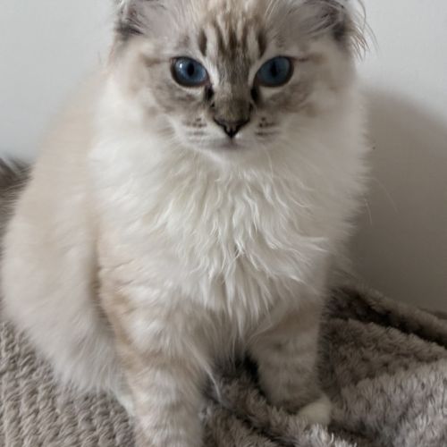 Beaux chatons ragdolls loof #5