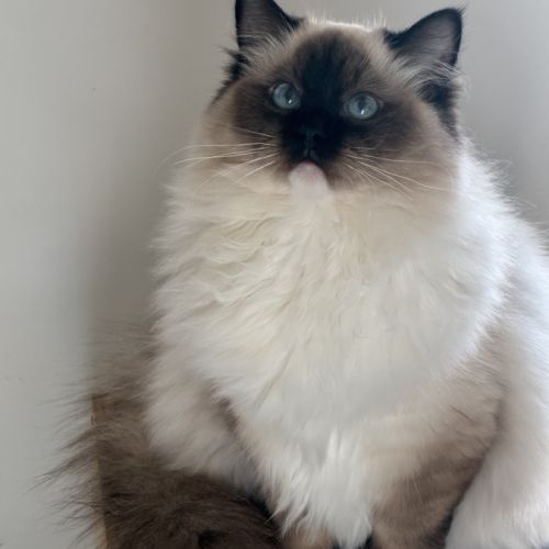 Beaux chatons ragdolls loof #1