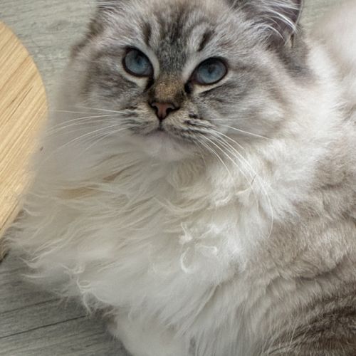 Beaux chatons ragdolls loof #3