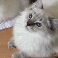 Beaux chatons ragdolls loof #1