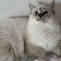 Beaux chatons ragdolls loof #3