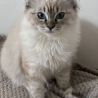 Beaux chatons ragdolls loof #5