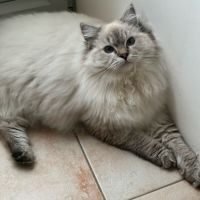 Beaux chatons ragdolls loof