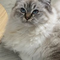 Beaux chatons ragdolls loof #3