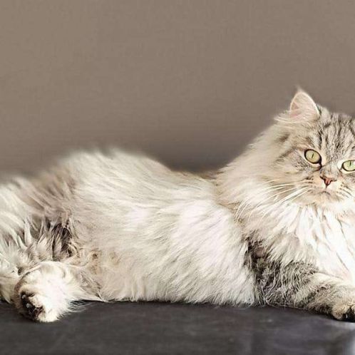 Chatons future reproducteur silver