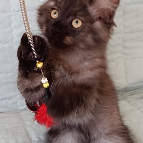 Chaton fils de double championne black smoke silve