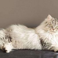 Chatons future reproducteur silver #0