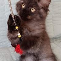 Chaton fils de double championne black smoke silve