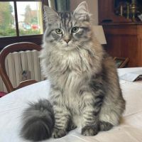 Chatons future reproducteur silver #2