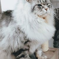 Chatons future reproducteur silver #3