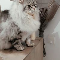 Chatons future reproducteur silver #4