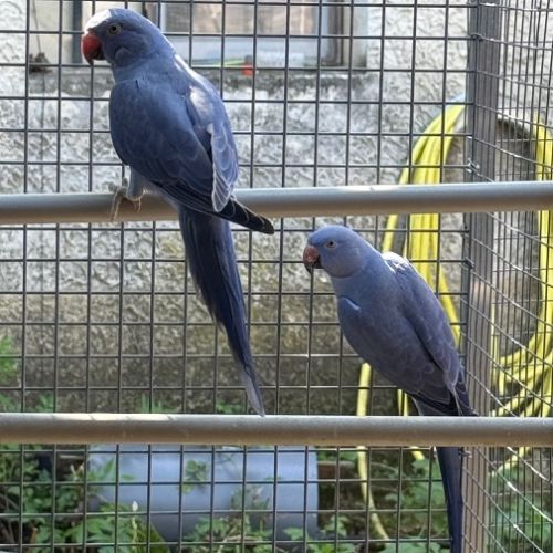 Perruche à collier epp #1