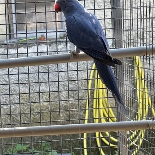 Perruche à collier epp #2