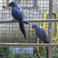 Perruche à collier epp #1