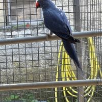 Perruche à collier epp #2