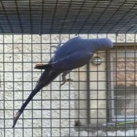 Perruche à collier epp